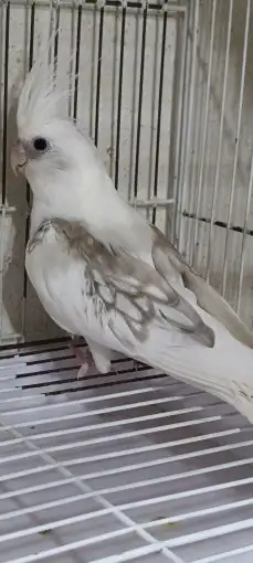 كوكاتيل ( كروان ) منتج مع فرخ 3