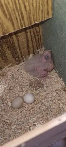 كوكاتيل ( كروان ) منتج مع فرخ 2