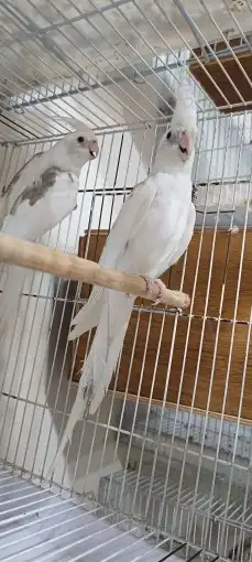 كوكاتيل ( كروان ) منتج مع فرخ 5