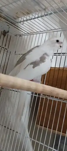 كوكاتيل ( كروان ) منتج مع فرخ 1