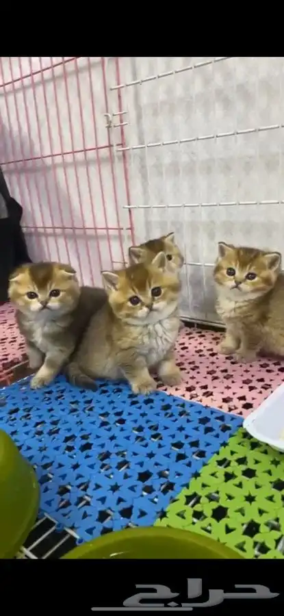 سكوتش فولد قطه قطو قطط كيتن بيور قطوه بسه سكوتش قولد 4