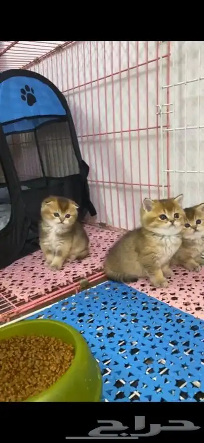 سكوتش فولد قطه قطو قطط كيتن بيور قطوه بسه سكوتش قولد 5