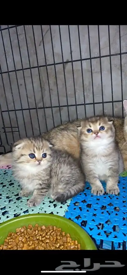 سكوتش فولد قطه قطو قطط كيتن بيور قطوه بسه سكوتش قولد 2