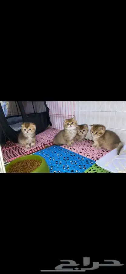 سكوتش فولد قطه قطو قطط كيتن بيور قطوه بسه سكوتش قولد 0