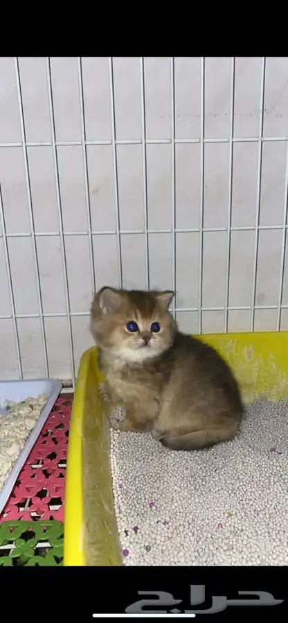 سكوتش فولد قطه قطو قطط كيتن بيور قطوه بسه سكوتش قولد 3