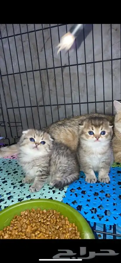 سكوتش فولد قطه قطو قطط كيتن بيور قطوه بسه سكوتش قولد 1