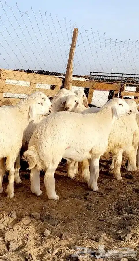طليان جبره مناسبات وقعدان بلدي مشروطه 0