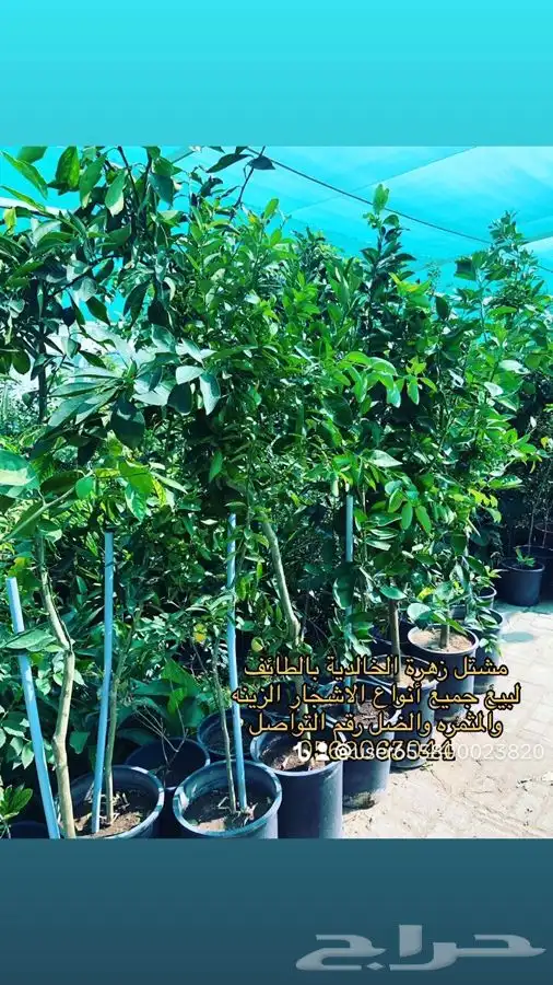 شتلات حمضيات واشجار زينه وعطريات بأسعار خاصة 8