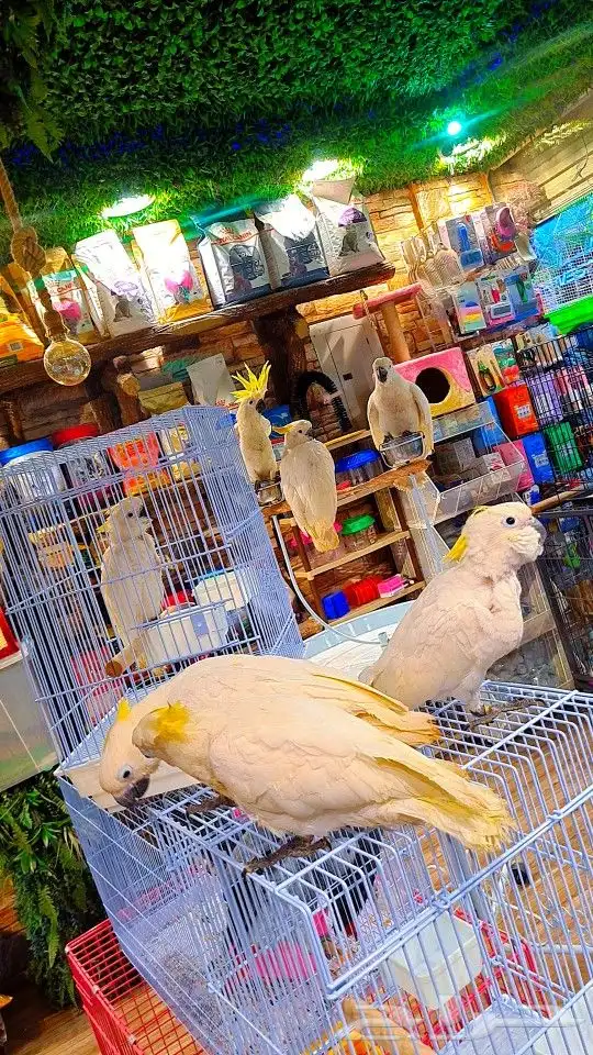 فروخ كوكاتو سلفر ((( 4250 ريال ))) تم البيع 24