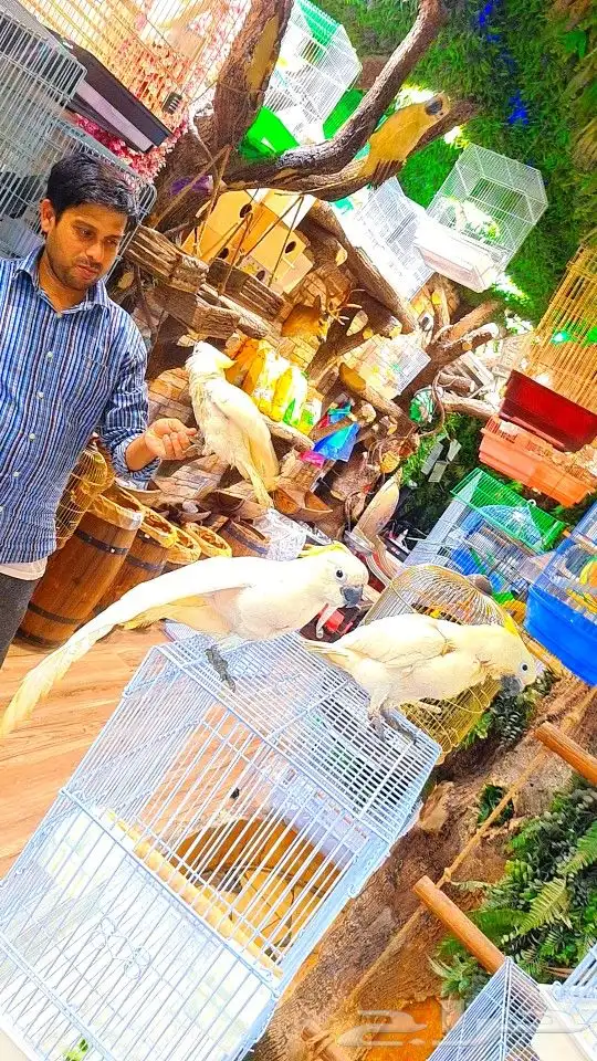 فروخ كوكاتو سلفر ((( 4250 ريال ))) تم البيع 7