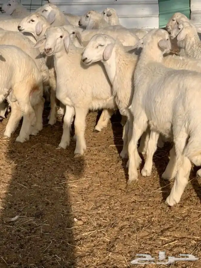 طليان جبره مناسبات وقعدان بلدي مشروطه 3