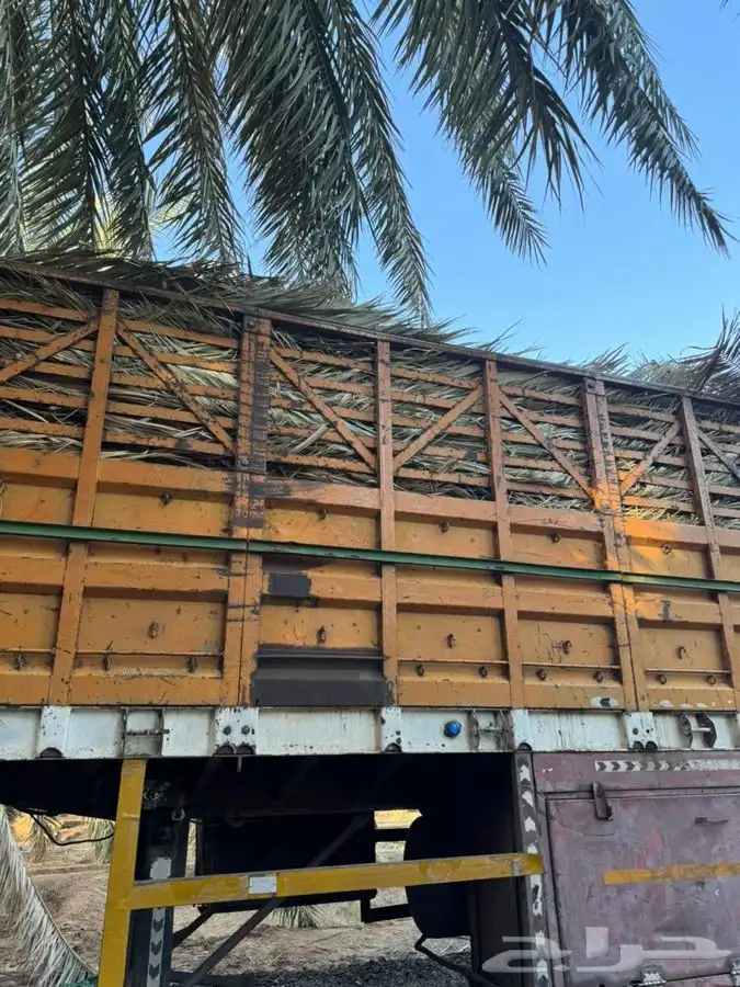 جريد نخل سعف عسيب 0