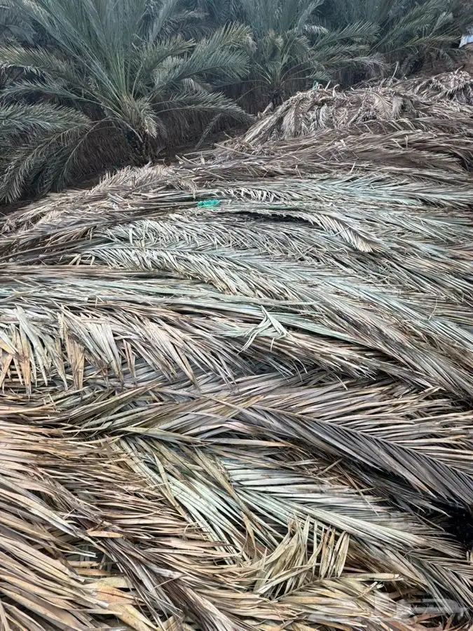 جريد نخل سعف عسيب 7