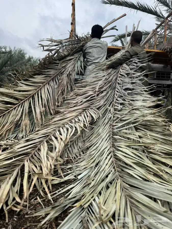 جريد نخل سعف عسيب 2