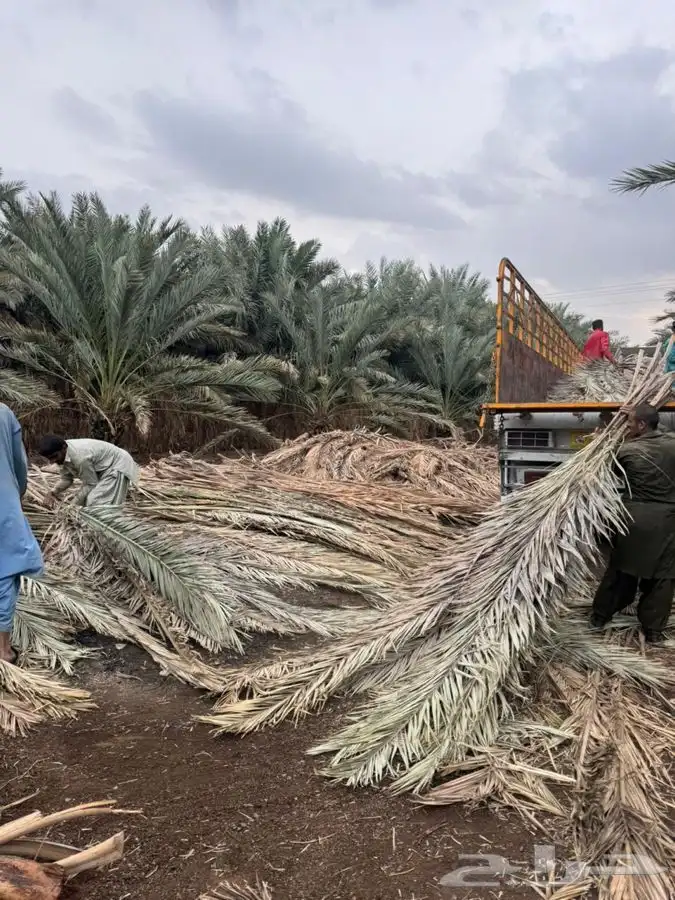 جريد نخل سعف عسيب 4