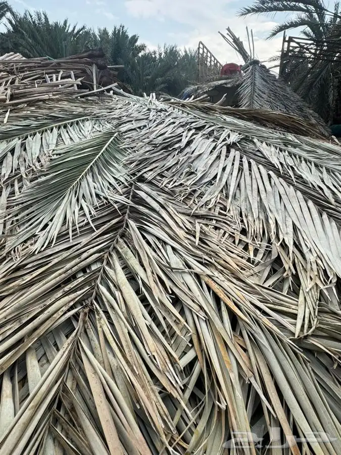جريد نخل سعف عسيب 5