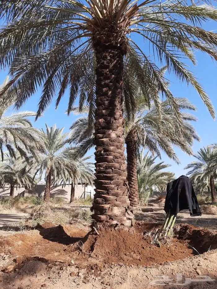 جميع اعمال النخيل 2