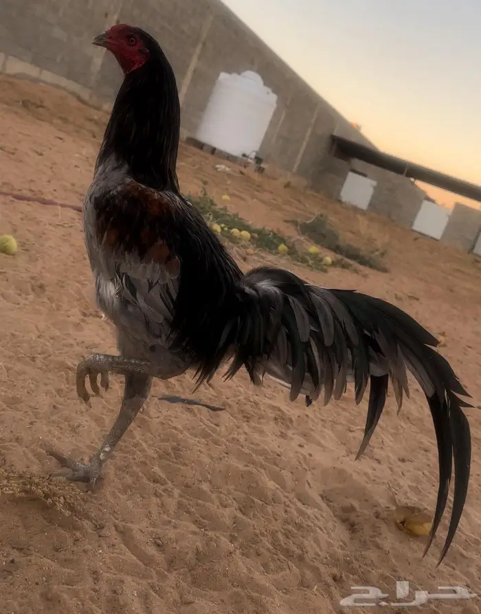 طقم يوكو 5