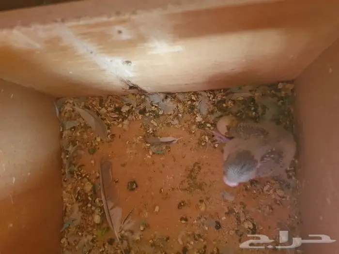 الزواج البادجي منتجه تم البيع 13