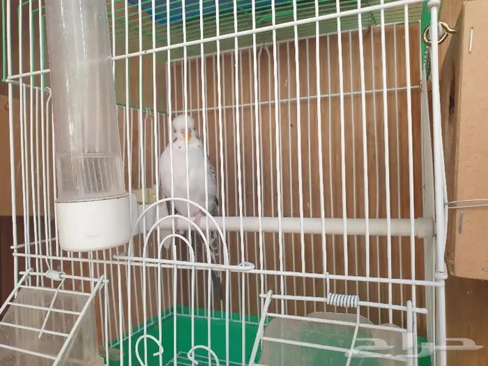 الزواج البادجي منتجه تم البيع 3