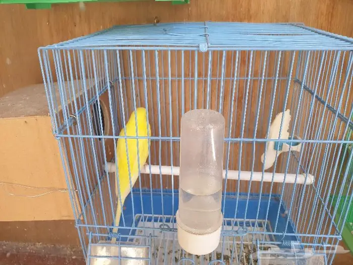 الزواج البادجي منتجه تم البيع 6