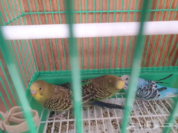 الزواج البادجي منتجه تم البيع 8