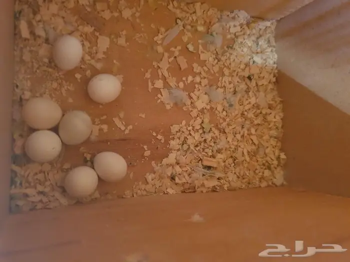 الزواج البادجي منتجه تم البيع 15