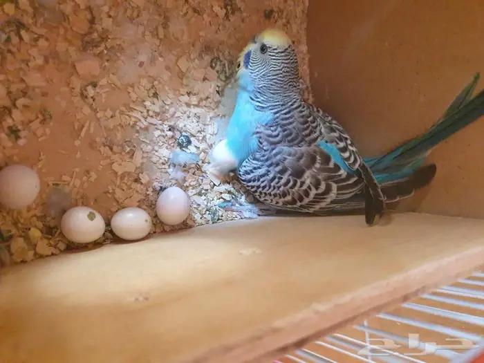 الزواج البادجي منتجه تم البيع 16