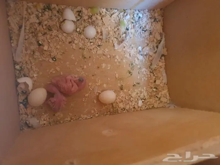 الزواج البادجي منتجه تم البيع 14