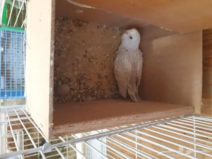 الزواج البادجي منتجه تم البيع 12