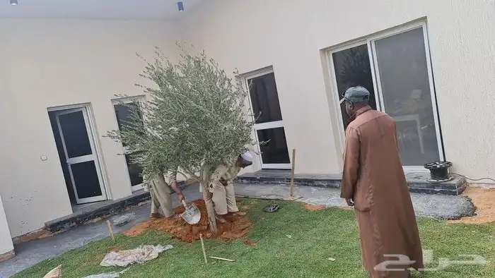 جميع اشجار الزيتون المعمر والمثمر 0