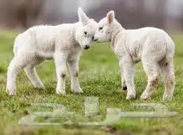 اضاحي أغنام مزارع الخير 4