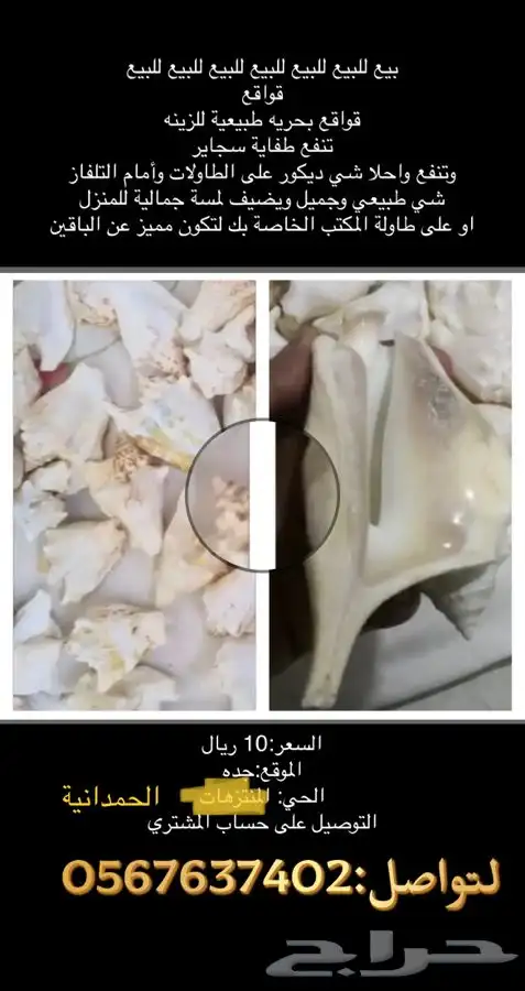 التحديق قواقع ادخل ونقي 10