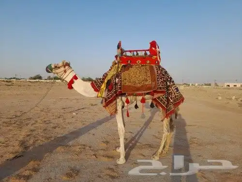 اجار خيول وجمال 0