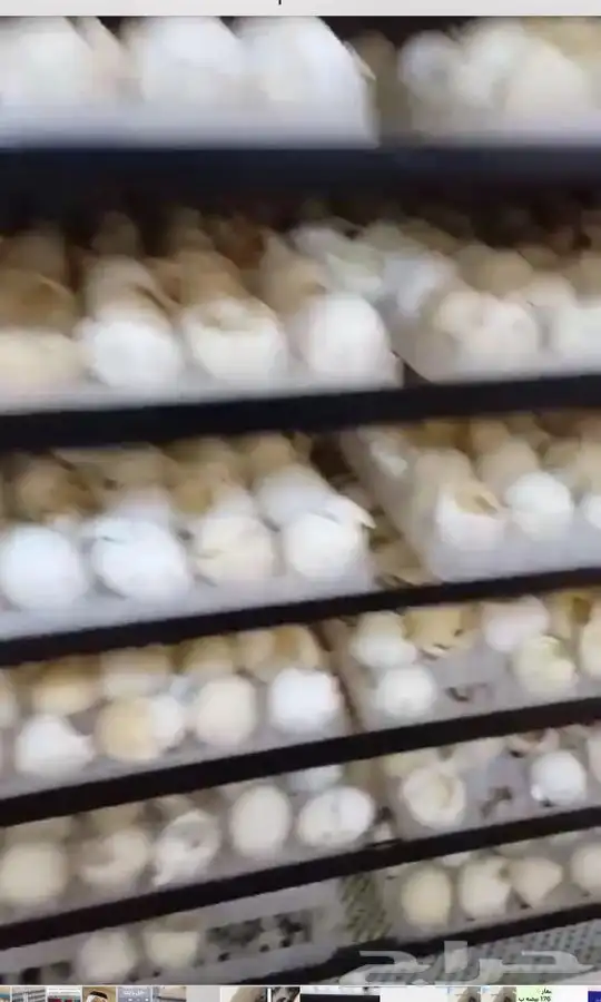 فقاسات الياسريه بنضام التبريد 6