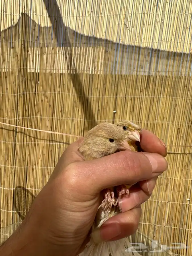 كناري ايزابيل تم البيع خارج الموقع 1