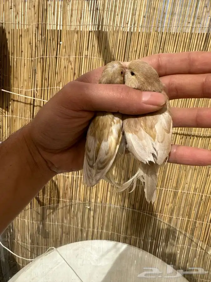 كناري ايزابيل تم البيع خارج الموقع 0