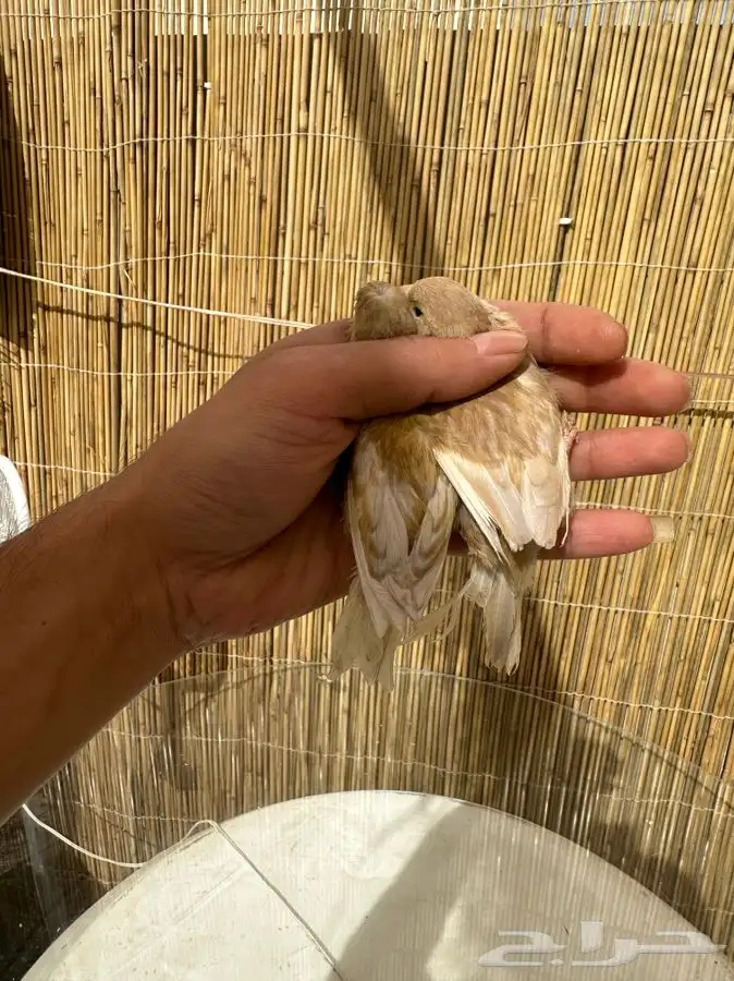 كناري ايزابيل تم البيع خارج الموقع 7