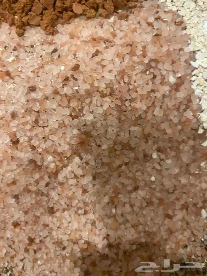 التحديق قواقع ادخل ونقي 4