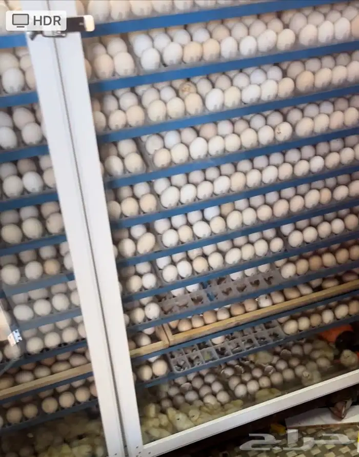 فقاسات الياسريه بنضام التبريد 5