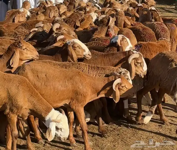 سواكني حمريات للثلاجه وللمناسبات والزواجات 1