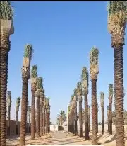 نخل للبيع بجميع انوعه ومقساته 0