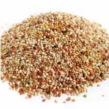 اكل علف عيش حمام دجاج طيور الزينه 5