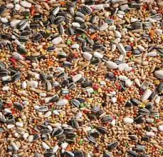 اكل علف عيش حمام دجاج طيور الزينه 7