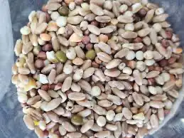 اكل علف عيش حمام دجاج طيور الزينه 2