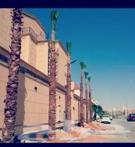 نخل للبيع بجميع انوعه ومقساته 4