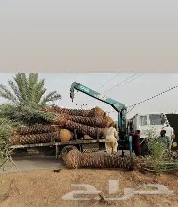 نخل للبيع بجميع انوعه ومقساته 11