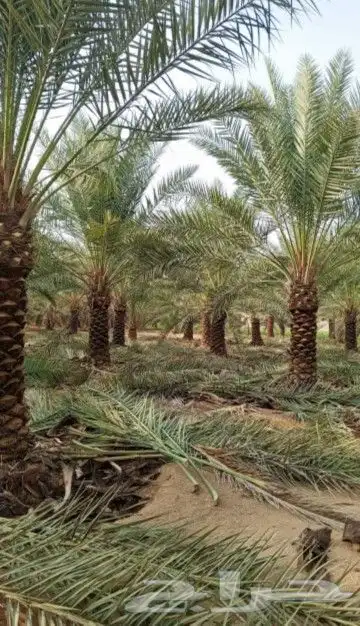 نخل للبيع بجميع انوعه ومقساته 10
