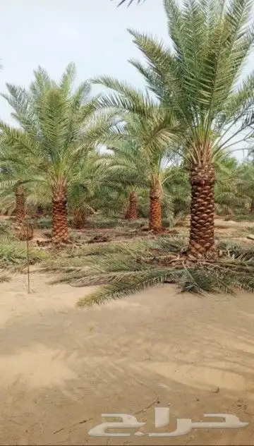 نخل للبيع بجميع انوعه ومقساته 7