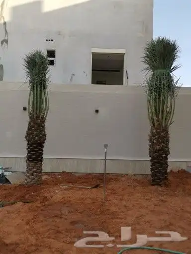 نخل للبيع بجميع انوعه ومقساته 2